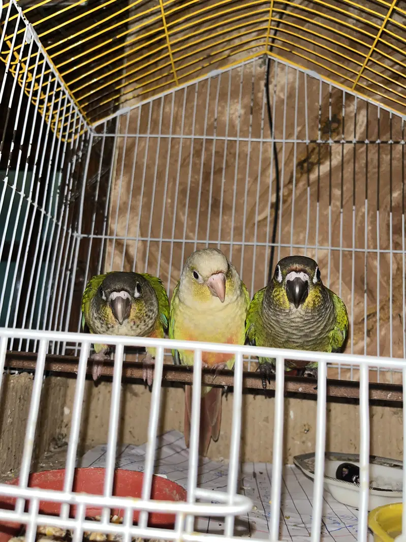 Pineapple Conure Yellow Sided Green Chick conure parrot hand tame — photo 5