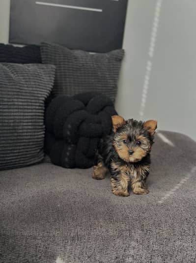 Yorkshire terrier puppies available for booking