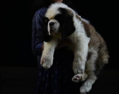 Saint Bernard international pedigree passport puppy for booking