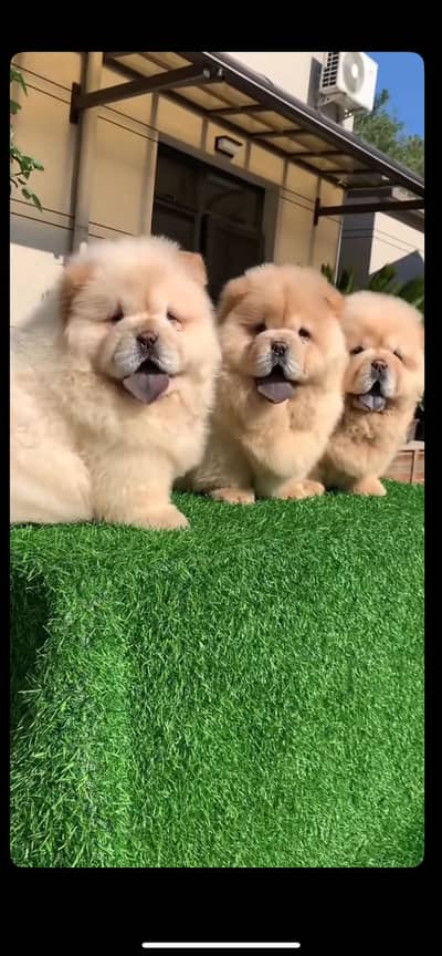 Chow chow pedigree with Russian passport puppys available for import