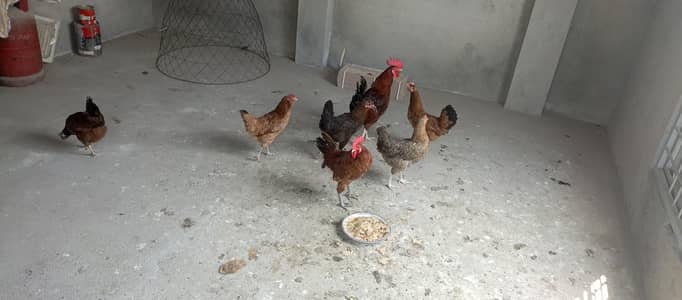 Golden misri