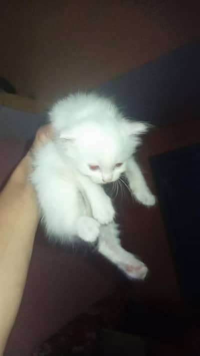 Persian kittens