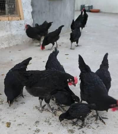 Australorp & Aseel Pattay