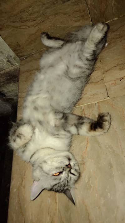 Tabby coat