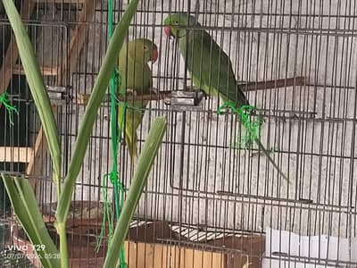 ringneck