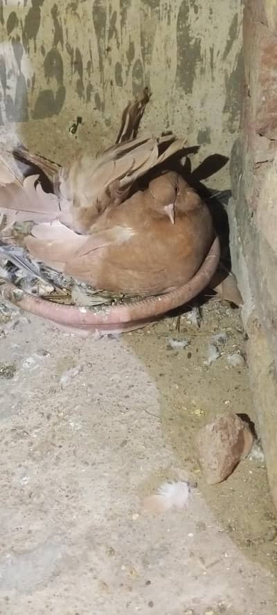 lakha light brown