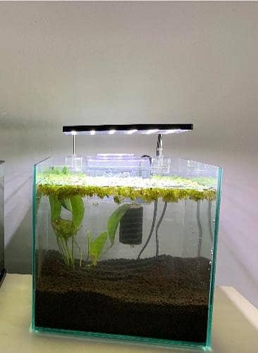 aquarium with life plant hang on back filters light drift wood