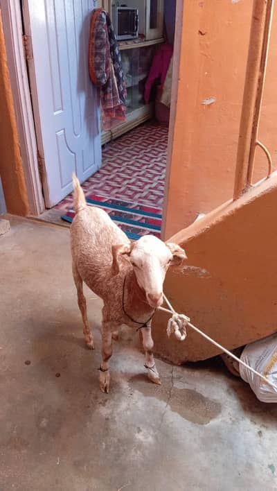 bakre he4 mahiny ki jes Bhai ko chye rabta Kary tedy bakre 03112423716