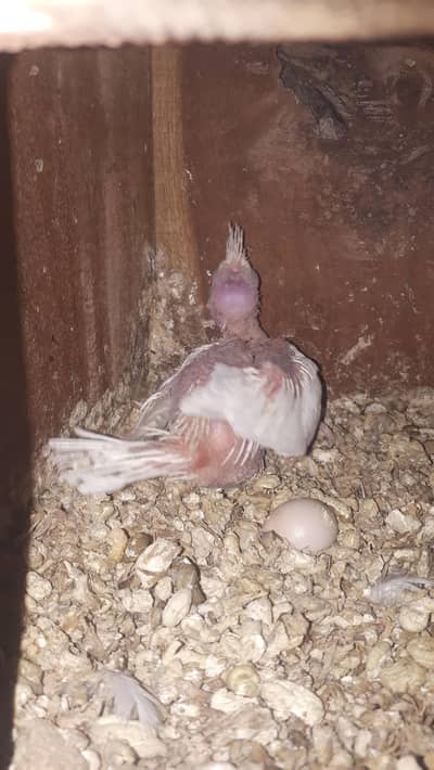 parot