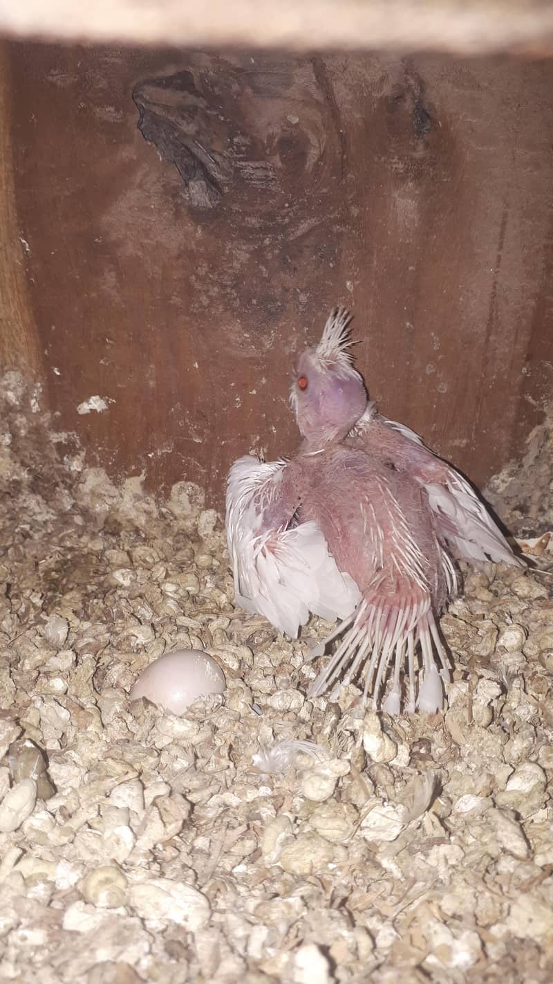 parot 9