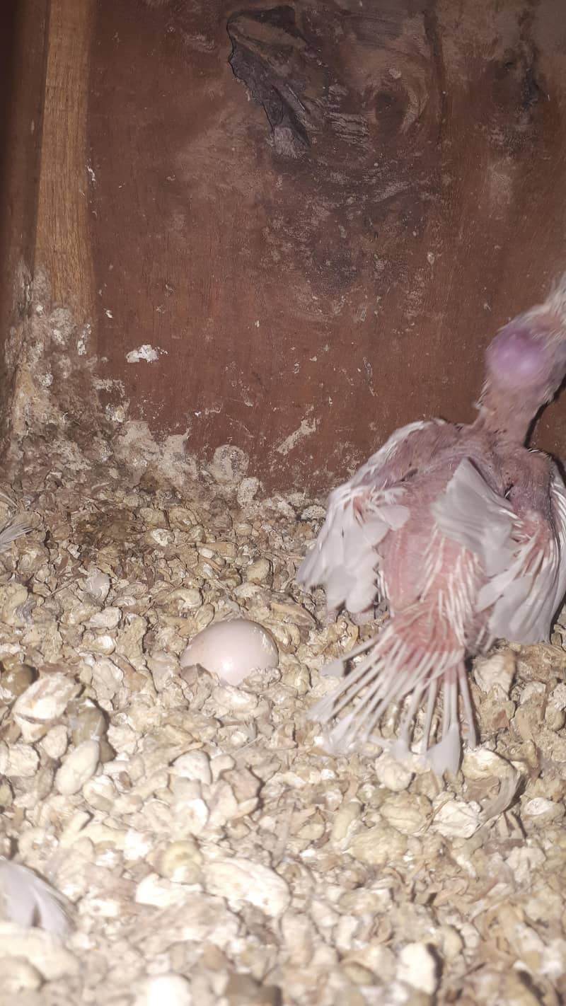 parot 10