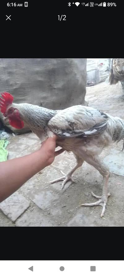 male breeders for sale
