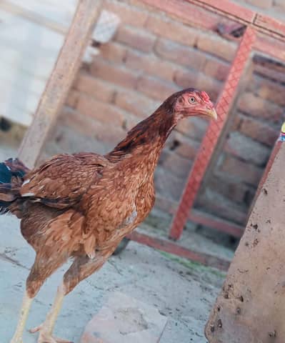 Aseel jawa|lasani murgi|Bengum wuth2 Bengum chicks|lakhi murgi