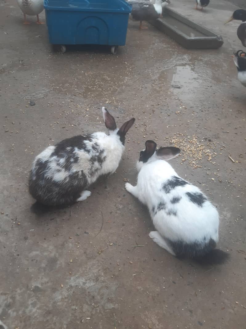 خرگوش 2