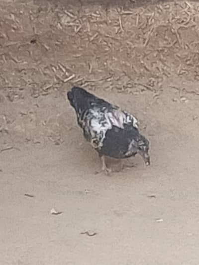 Pigeon male for sale