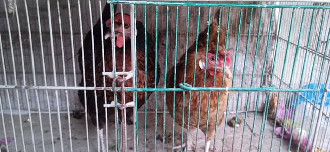 Desi Hens