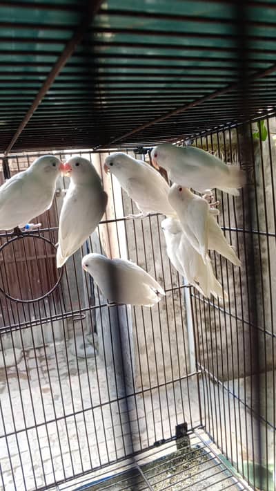 lovebirds Breedar Pair Available