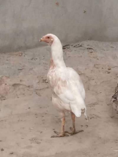 Aseel Murgi For sale