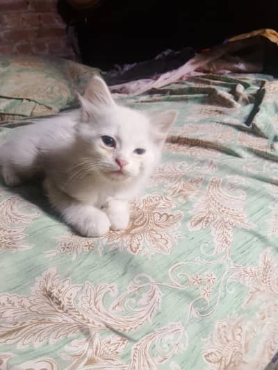 minicat