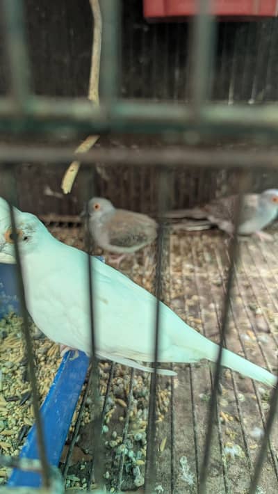 Diamond doves for sale