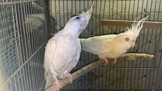Eno Cocktail Red Eyes Breeder Pair