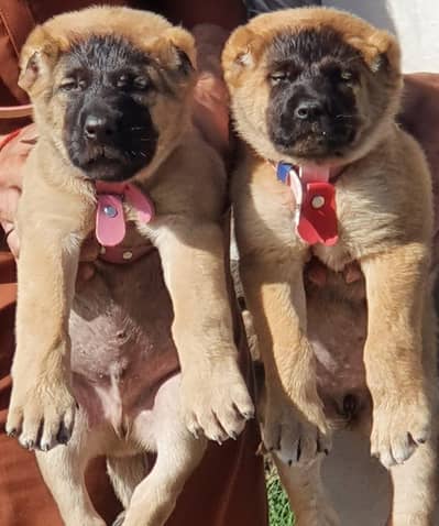 king kurdish kangal security dog pair 2 month for sale