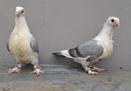 Sentinent Blue Bar 0kali Chicks pair from same clutch