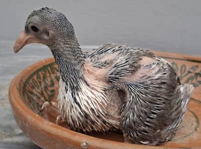 Danish Single Chick available for hand tamed