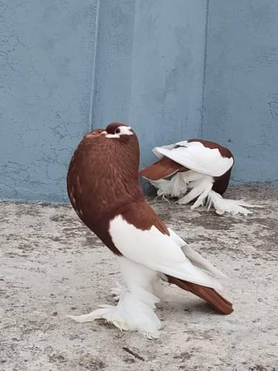 magpie