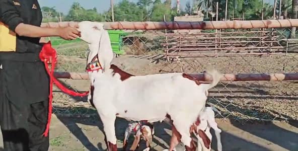 desi Bakri for sale 03405796364
