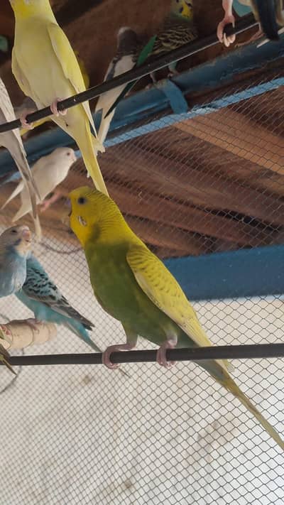 budgies breder pair