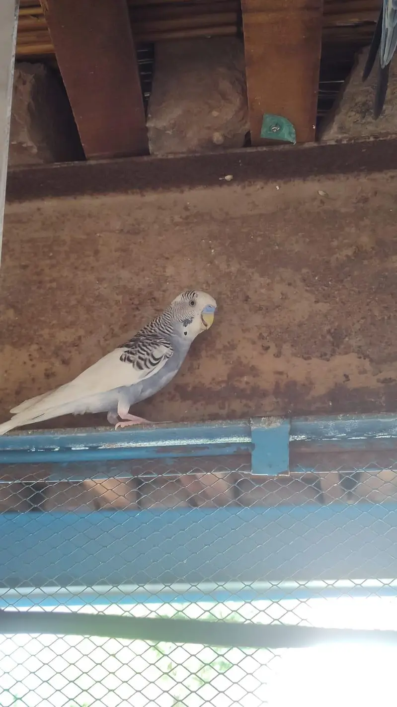 budgies breder pair — photo 2