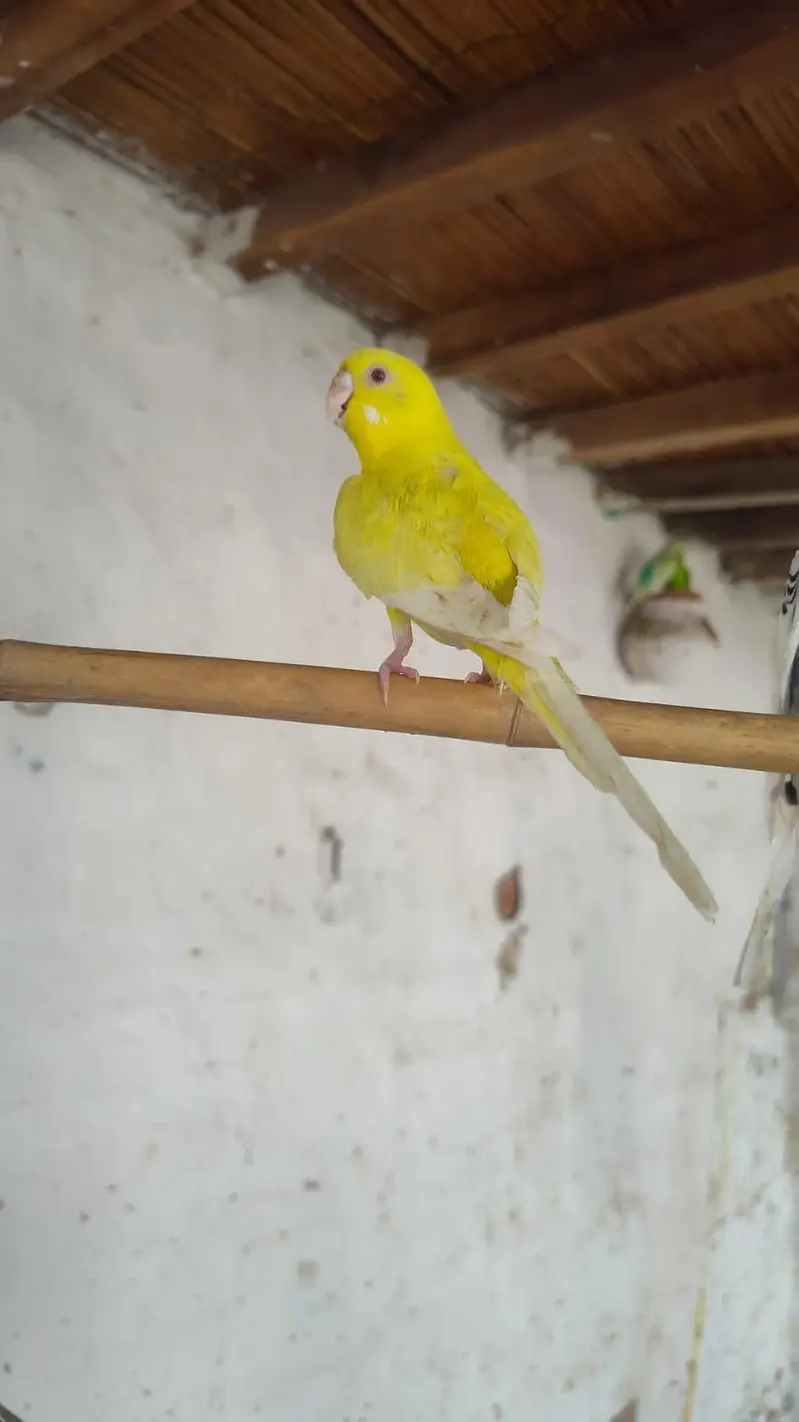 budgies breder pair — photo 3