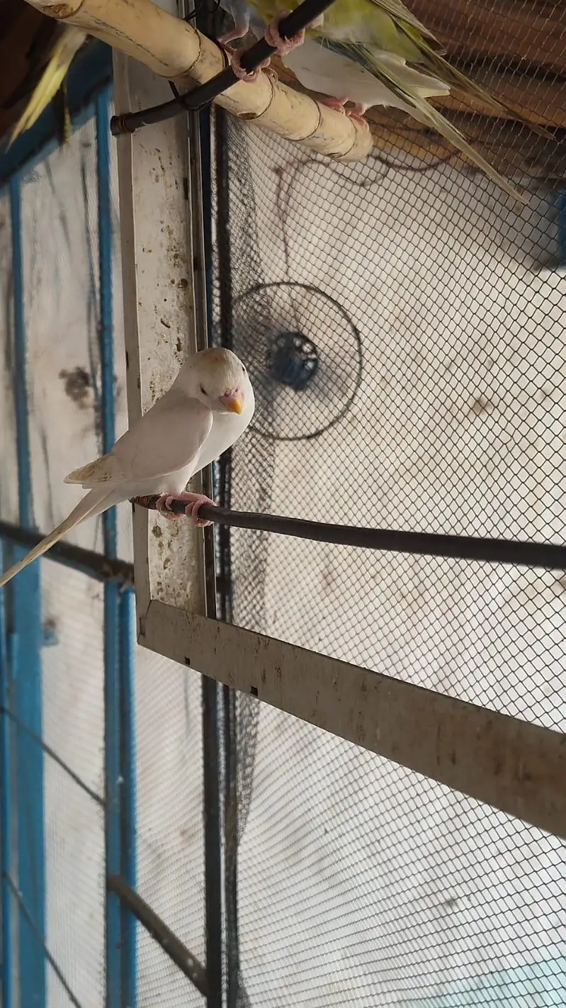 budgies breder pair — photo 4