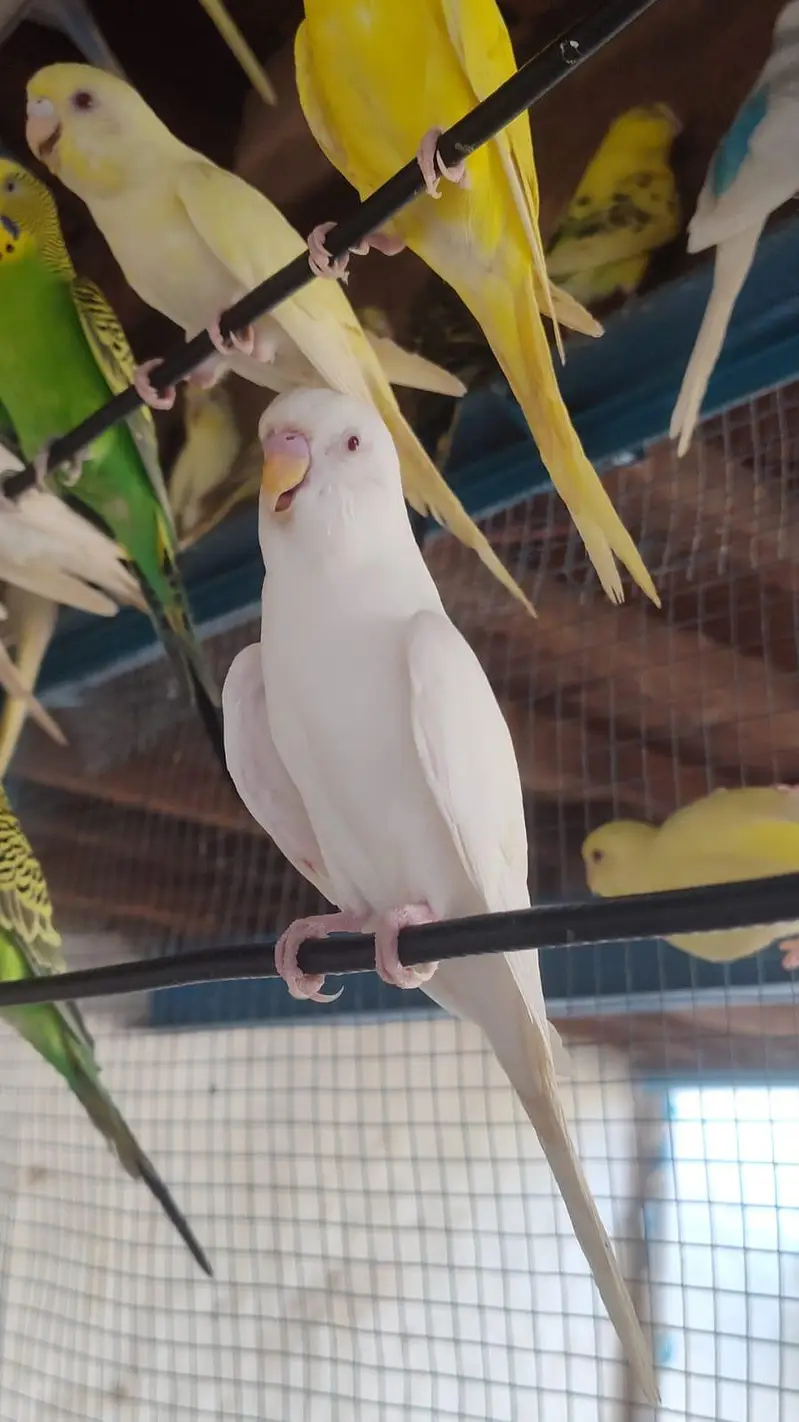 budgies breder pair — photo 5