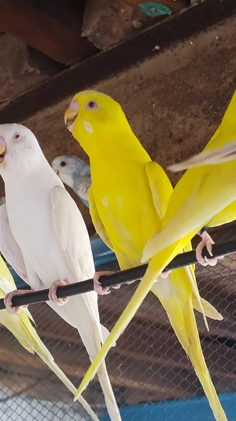 budgies breder pair — photo 6
