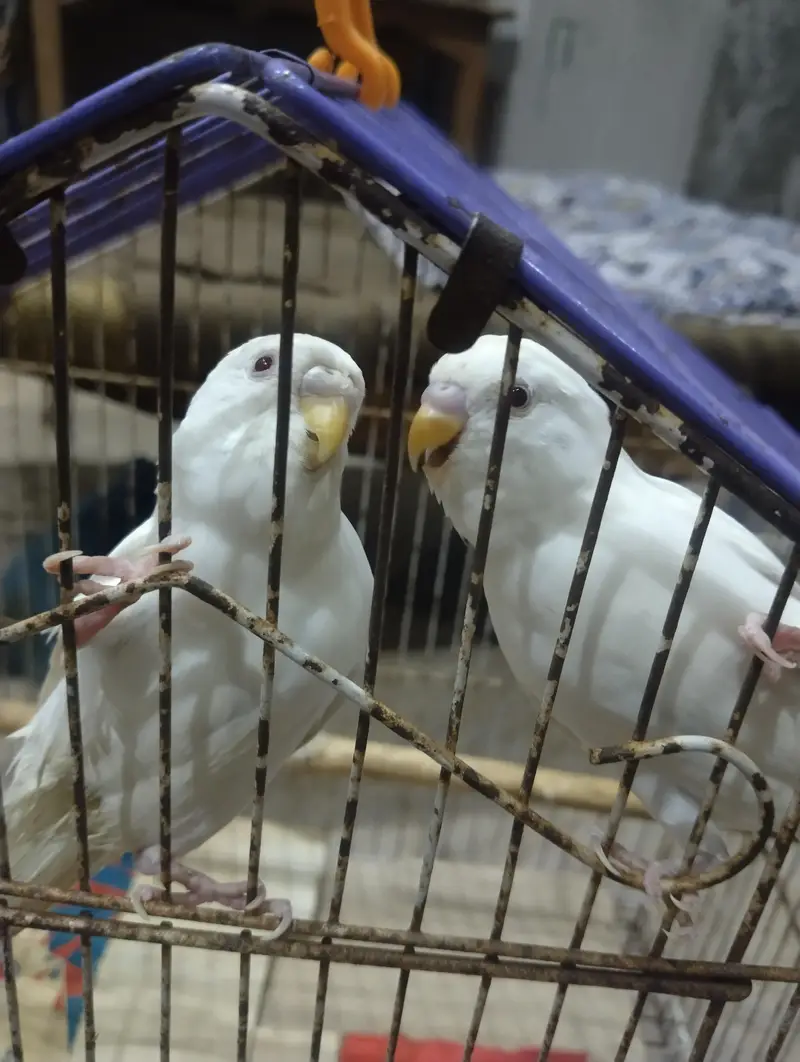 budgies breder pair — photo 7
