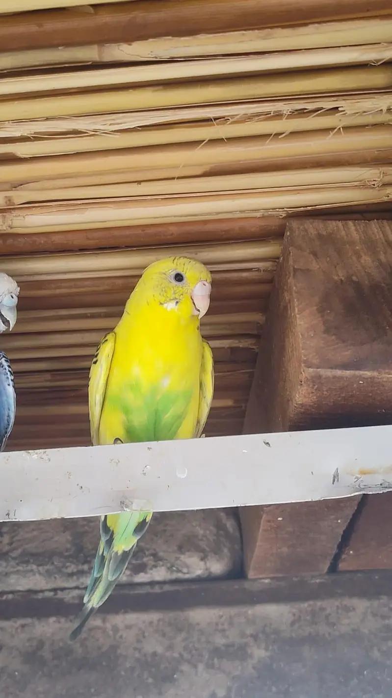 budgies breder pair — photo 8