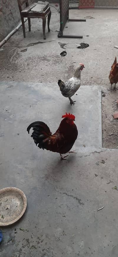 desi hans of home