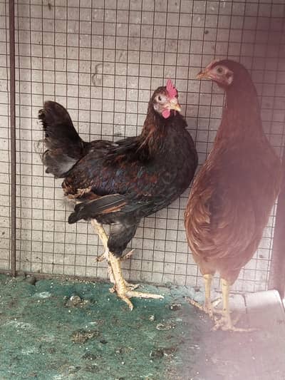 Active Hens