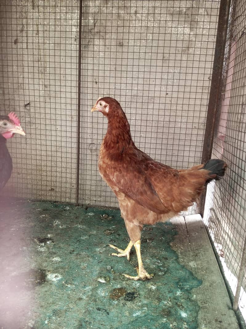 Active Hens 1