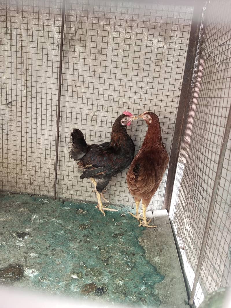 Active Hens 2
