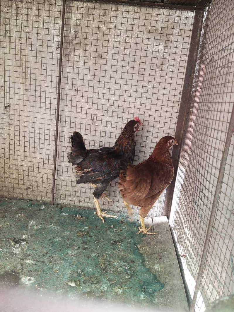 Active Hens 3