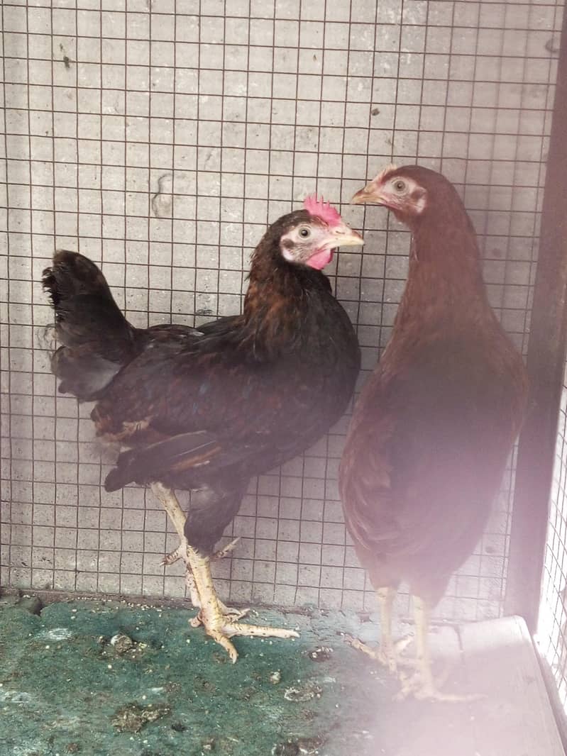 Active Hens 4