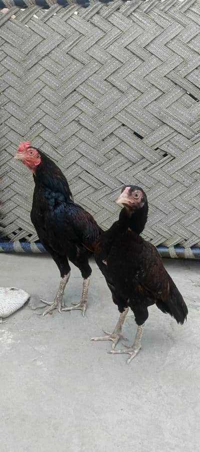 miawali pear hens