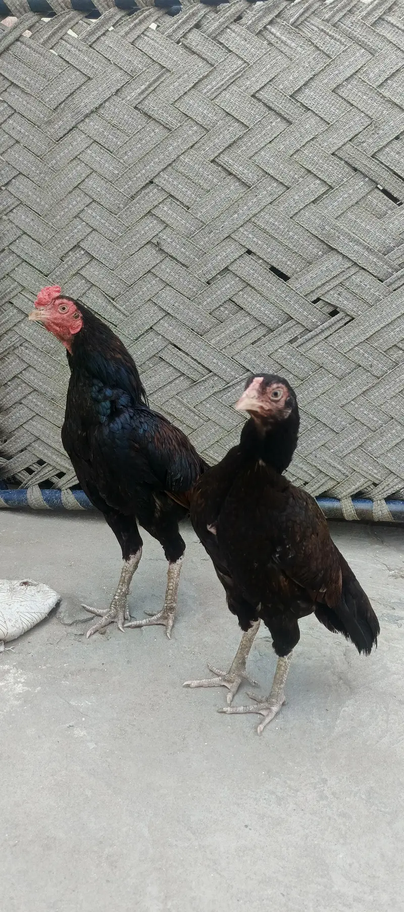 miawali pear hens