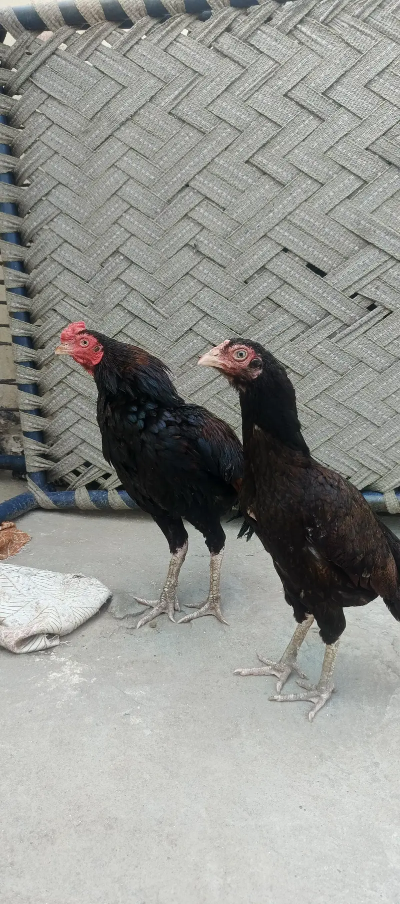 miawali pear hens — photo 2