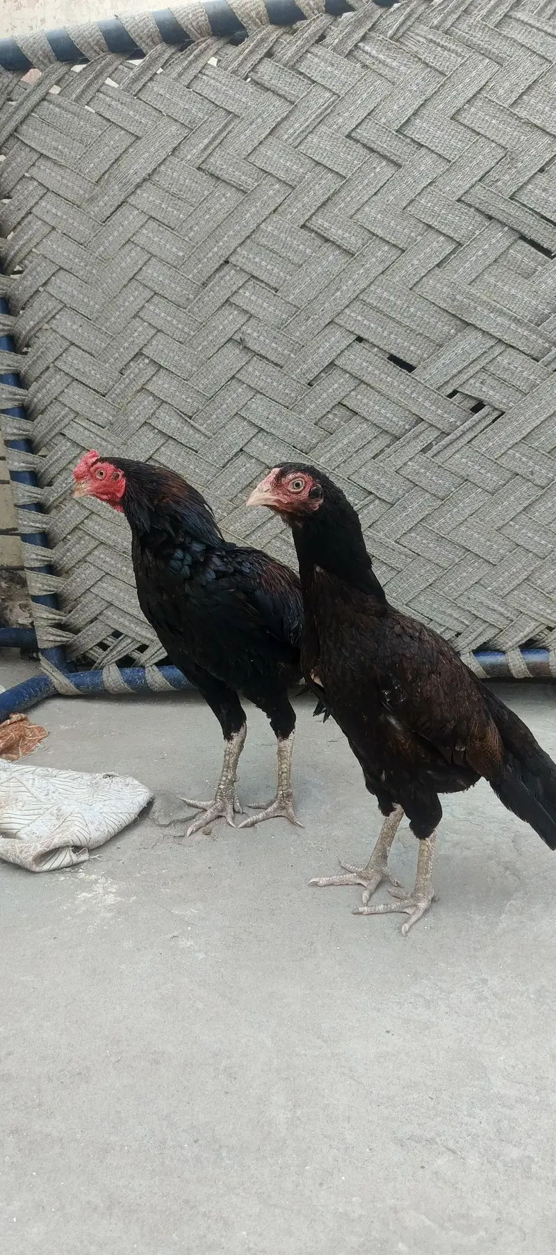 miawali pear hens — photo 3