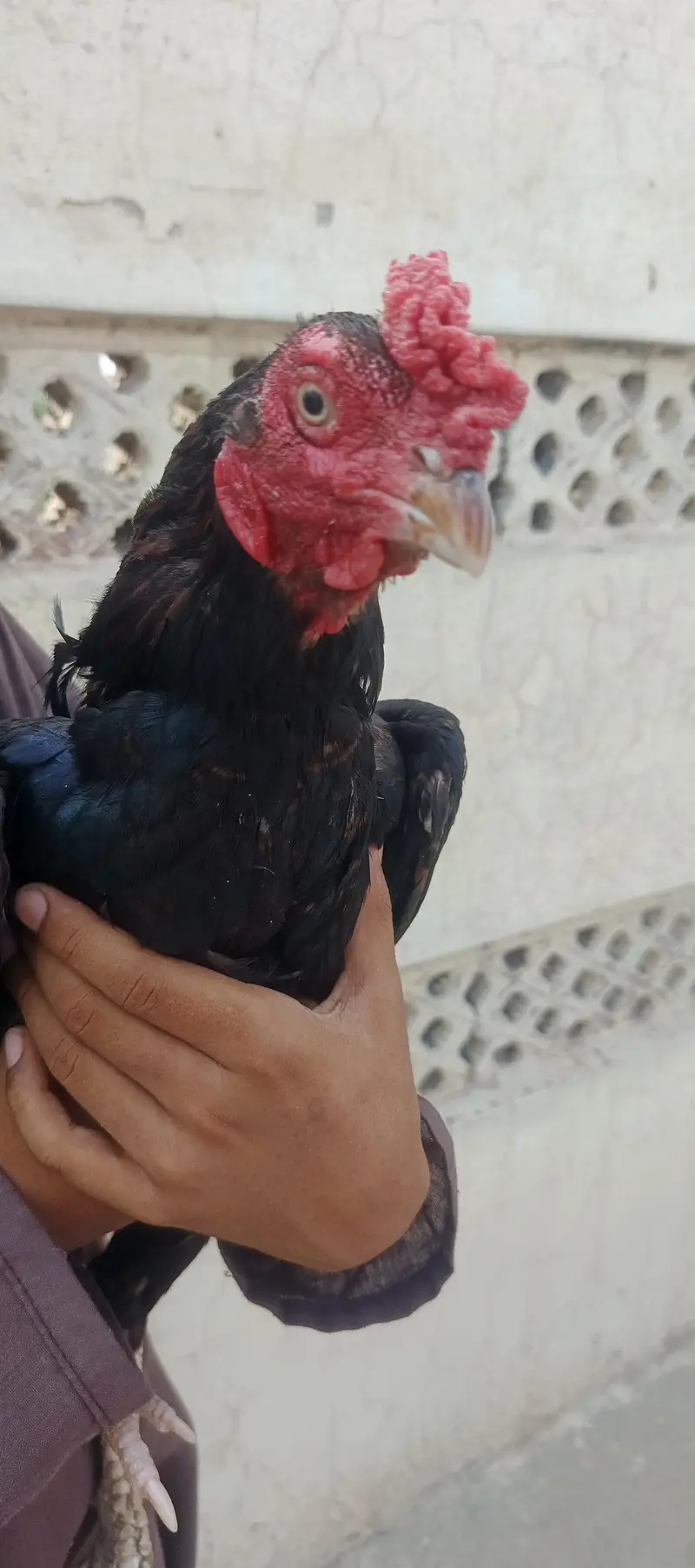 miawali pear hens — photo 4