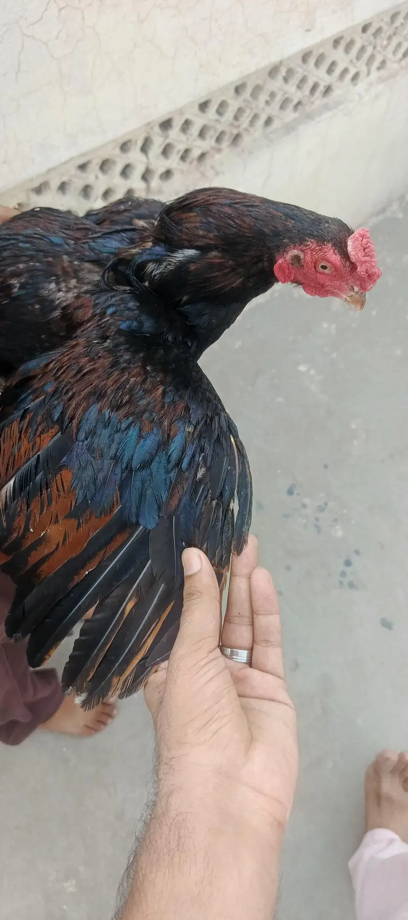miawali pear hens — photo 5